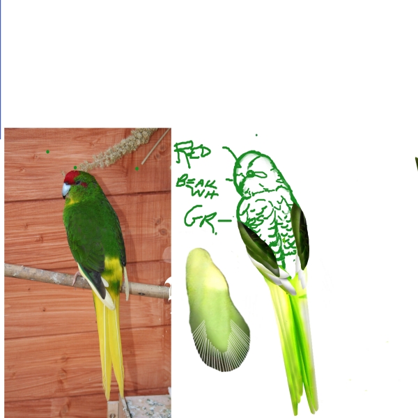 Creation of Jungle Life: Step 9